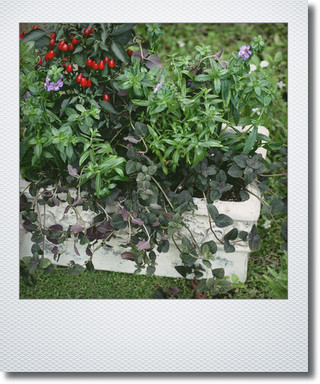 画像1: 夏の寄せ植え 『アンゲロニア＆観賞用トウガラシ』