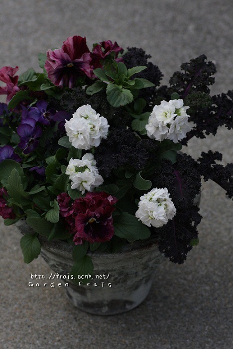 画像: 冬の寄せ植え 『冬のお花とケール』