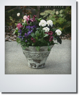 画像1: 冬の寄せ植え 『冬のお花とケール』