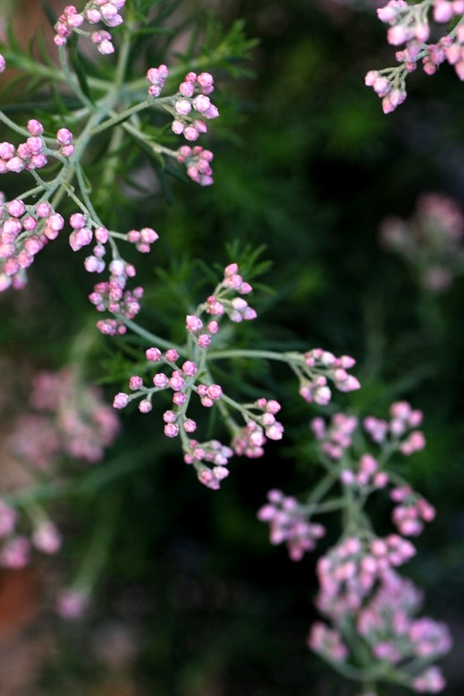 ライスフラワー ジャンクガーデン 寄せ植え 花苗通販 Garden Frais