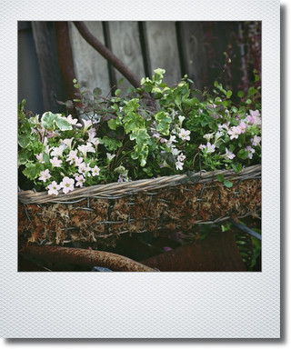 画像1: ワイヤーかごに初夏の寄せ植え 『ミニチュニア』