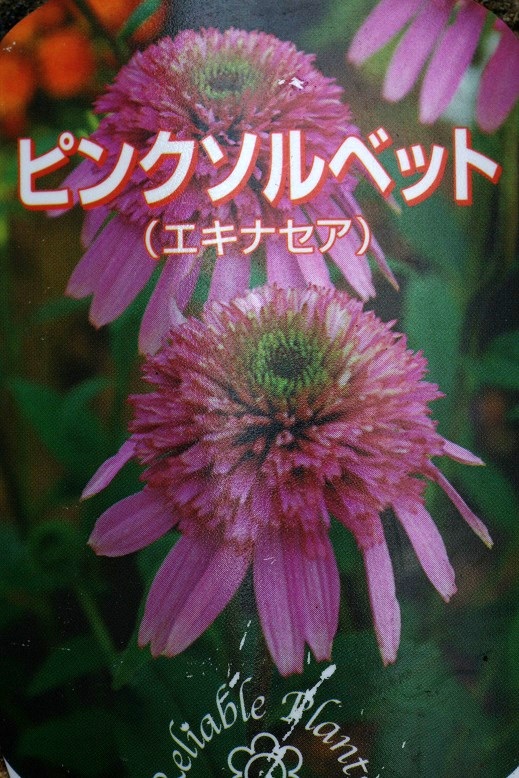 画像: 八重咲きエキナセア『ピンクソルベット』 *５号* 