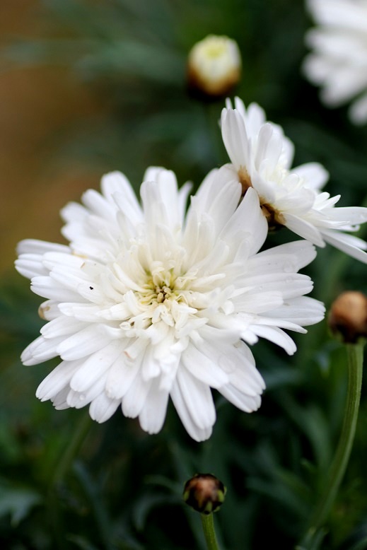 マーガレットモリンバ ミニホワイトダブル 寄せ植え 花苗 ｇａｒｄｅｎ ｆｒａｉｓ