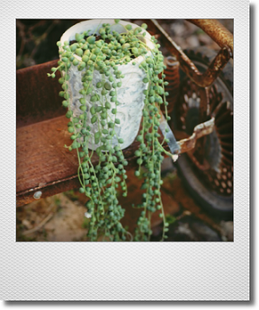 グリーンネックレス 鉢 ジャンクガーデン 寄せ植え 花苗通販 Garden Frais