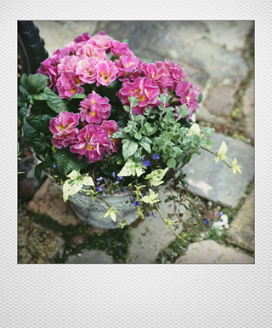 画像1: 花束みたいな寄せ植え 『プリムラ パロマ』 *ピンク*