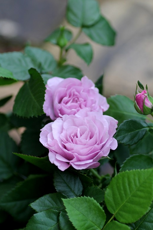 優先配送 D☆ミニ薔薇：魅惑のブルー色で大人気【モーニングブルー