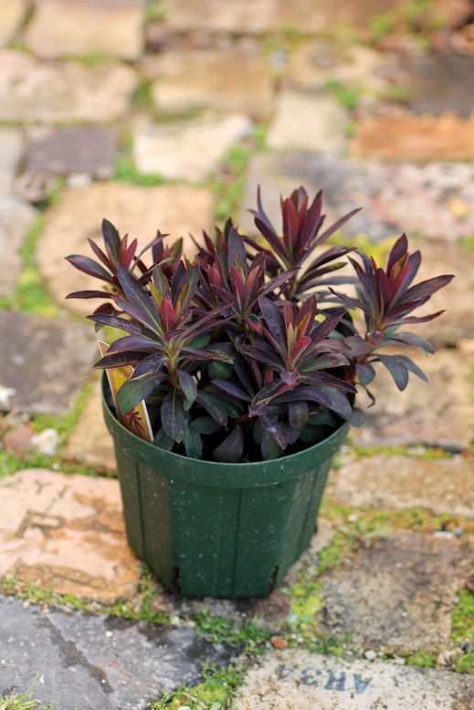 ユーフォルビア ブラックバード 寄せ植え 花苗