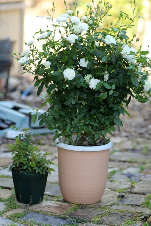 ミニ薔薇 グリーンアイス 複数株植え 3.5寸鉢ごと 苗 植物 