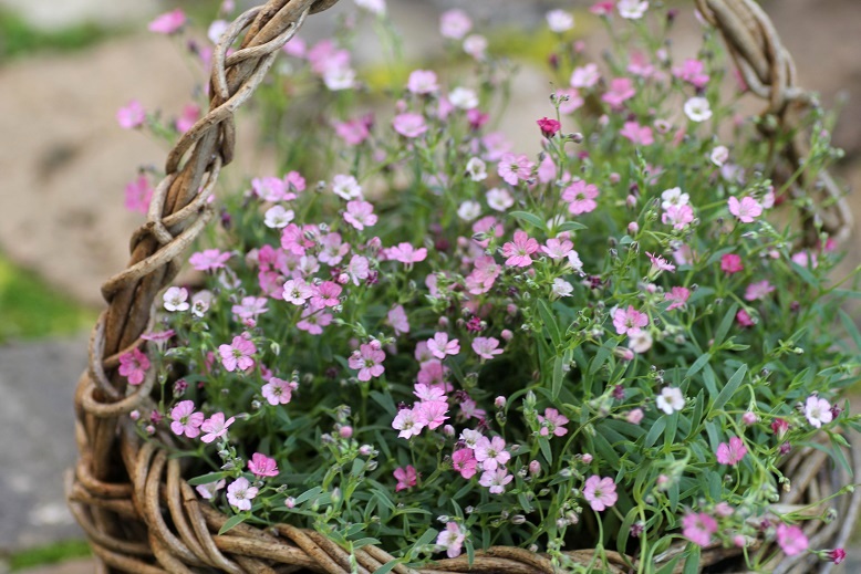 宿根カスミソウ レペンス ピンク ジャンクガーデン 寄せ植え 花苗通販 Garden Frais