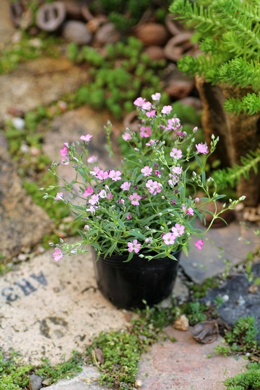 宿根カスミソウ 『レペンス ピンク』 ジャンクガーデン 寄せ植え 花苗