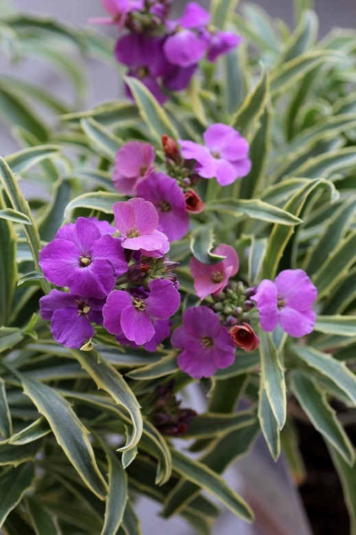 エリシマム 宿根チェイランサス コッツウォールズゼム 寄せ植え 花苗