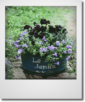 画像1: 【ご予約受付中!!】夏も元気なflower　garden! 『ブラックペチュニア＆トレニア』