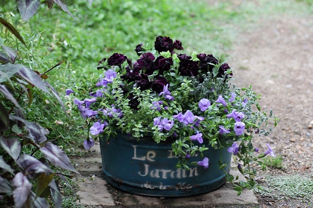 画像: 【ご予約受付中!!】夏も元気なflower　garden! 『ブラックペチュニア＆トレニア』