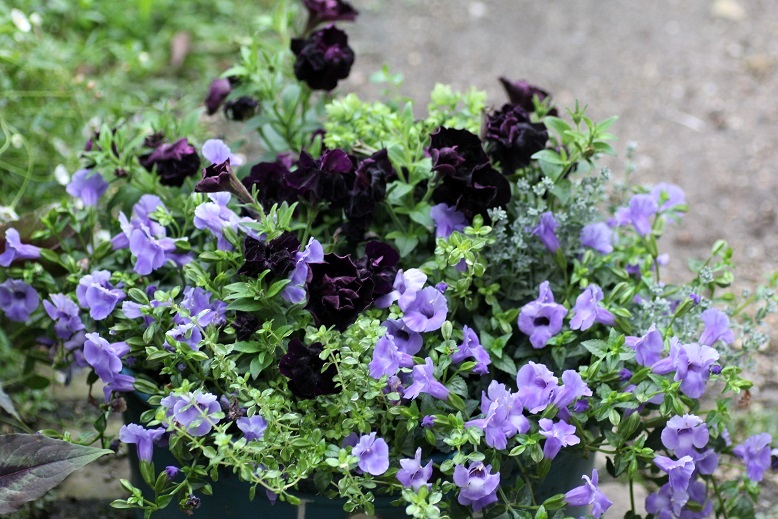 画像: 【ご予約受付中!!】夏も元気なflower　garden! 『ブラックペチュニア＆トレニア』
