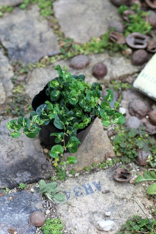 プミラコアラ 寄せ植え 花苗通販 Garden Frais