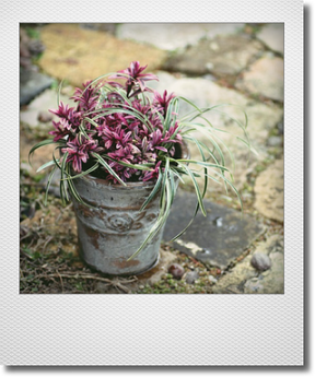 画像1: ヘーベのシンプルな寄せ植え 