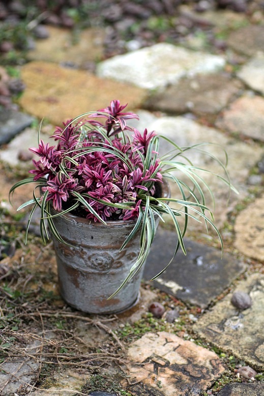 画像: ヘーベのシンプルな寄せ植え 