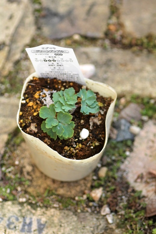 八重咲きオダマキ グリーンアップル ジャンクガーデン 寄せ植え 花苗通販 Garden Frais