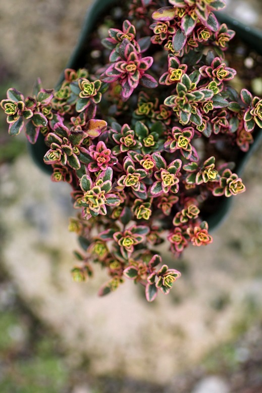 ゴールデンクィーンタイム ジャンクガーデン 寄せ植え 花苗