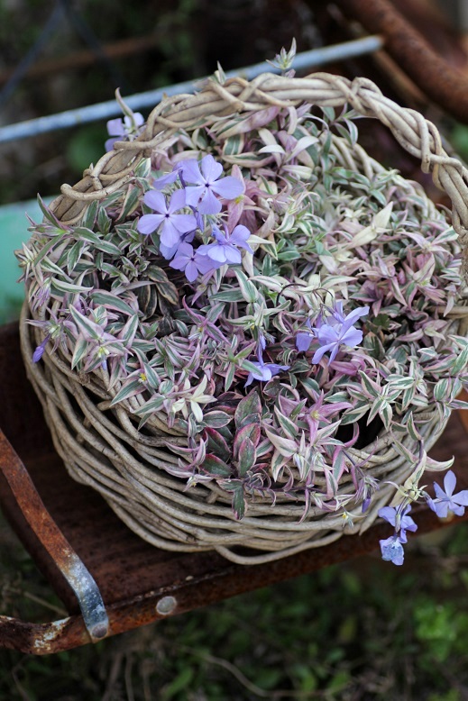 斑入りフロックス モントローザトリカラー 鉢 ジャンクガーデン 寄せ植え 花苗通販 Garden Frais