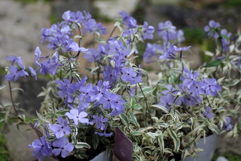 斑入りフロックス モントローザトリカラー 鉢 ジャンクガーデン 寄せ植え 花苗通販 Garden Frais