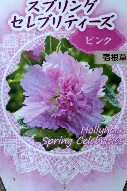 半八重咲きホリホック タチアオイ スプリング セレブリティ ピンク 鉢 ジャンクガーデン 寄せ植え 花苗通販 Garden Frais