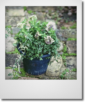 画像1: maako'sペイント鉢に寄せ植え 『ペチュニア イエローベージュ』 *ブルー* 