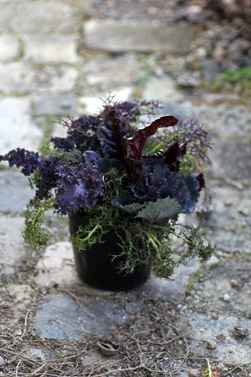 カラーリーフベジタブル 寄せ植え 花苗通販 Garden Frais