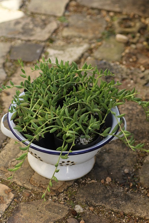 三日月ネックレス 多肉植物 多肉の寄せ植え 多肉通販 Garden Frais