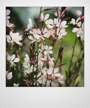 画像1: ガウラ（白蝶草） 『甲斐桜（かいざくら）』 