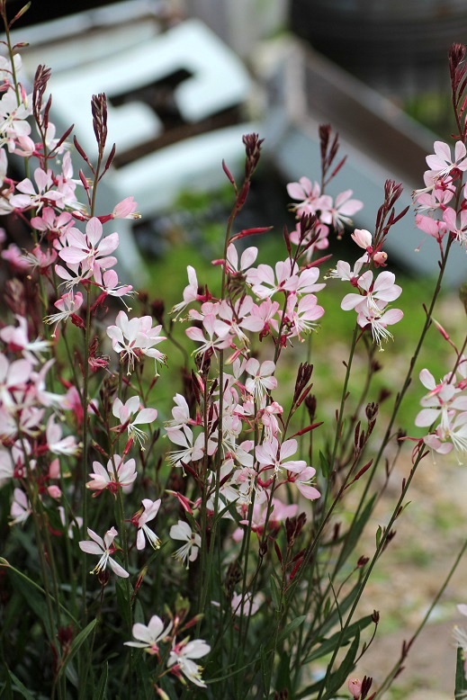 画像: ガウラ（白蝶草） 『甲斐桜（かいざくら）』 