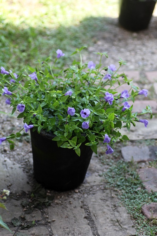 夏の寄せ植え 鉢 ジャンクガーデン 寄せ植え 花苗通販 Garden Frais