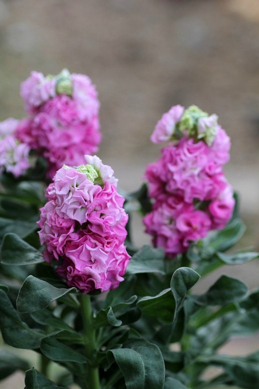 八重咲きストック『ベイビーピンク』 ジャンクガーデン 寄せ植え 花苗通販 Garden Frais