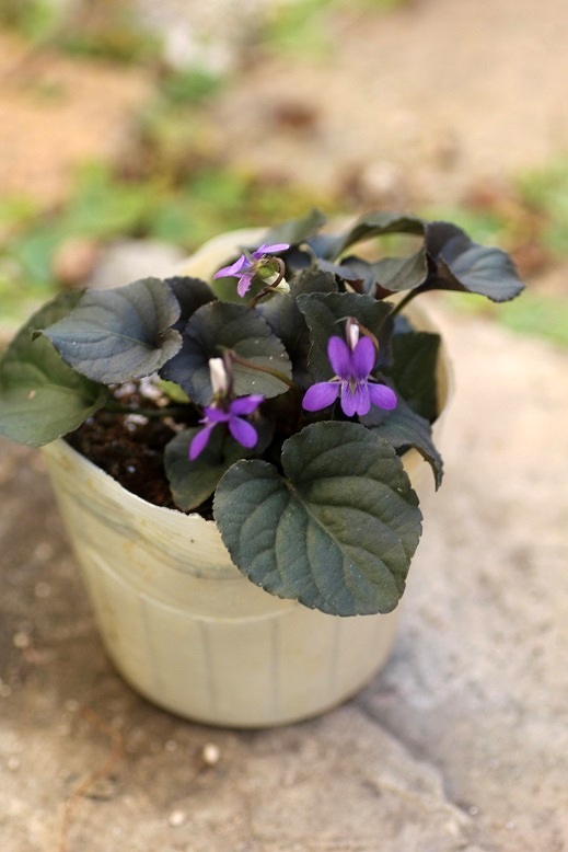 黒葉ビオラ ラブラドリカ 寄せ植え 花苗