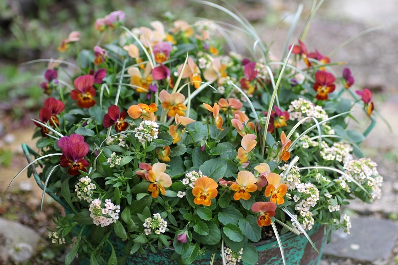 画像: 冬から春を楽しむ寄せ植え『小輪ビオラ テラコッタ』 