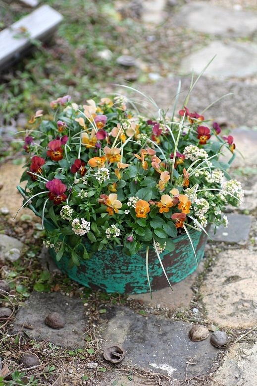 画像: 冬から春を楽しむ寄せ植え『小輪ビオラ テラコッタ』 
