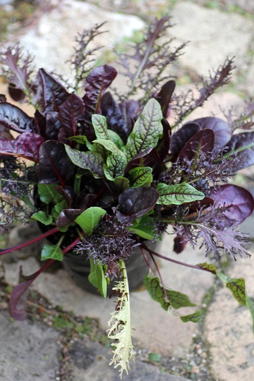 画像: カラーリーフベジタブルの寄せ植え *５号*　★銅葉カラシナ*