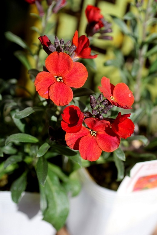 エリシマム 宿根チェイランサス スパイスアイランド 寄せ植え 花苗