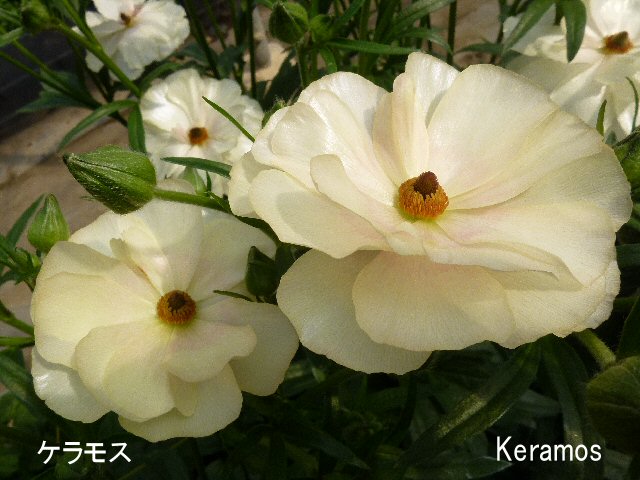 綾園芸さんのラナンキュラス ラックス ケラモス ジャンクガーデン 寄せ植え 花苗通販