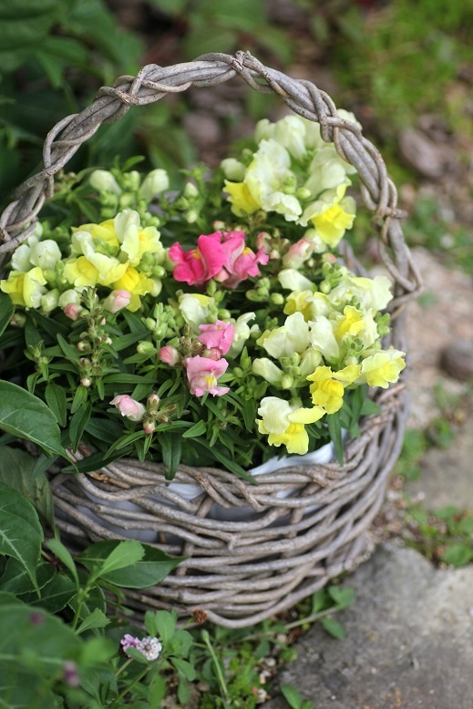 キンギョソアリス 鉢 ジャンクガーデン 寄せ植え 花苗通販 Garden Frais