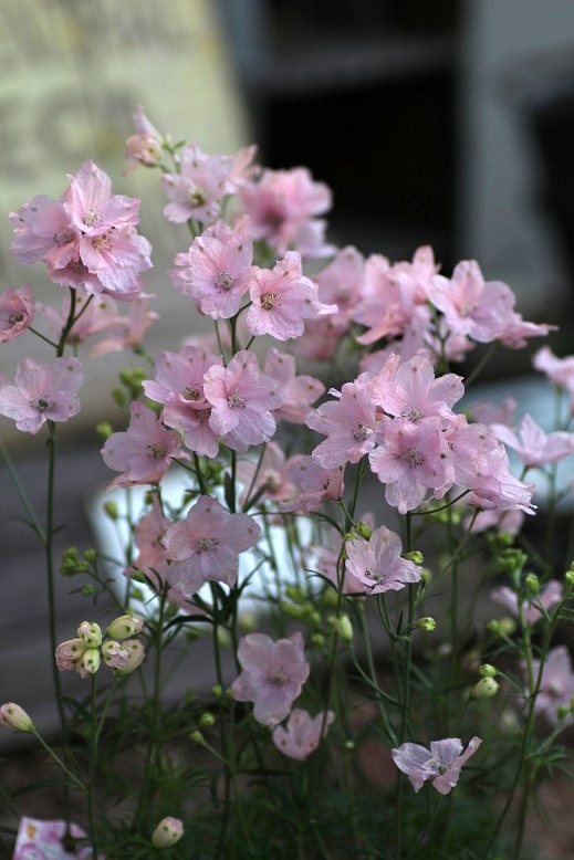 デルフィニウム さくらひめ 寄せ植え 花苗通販 ジャンクガーデン Garden Frais