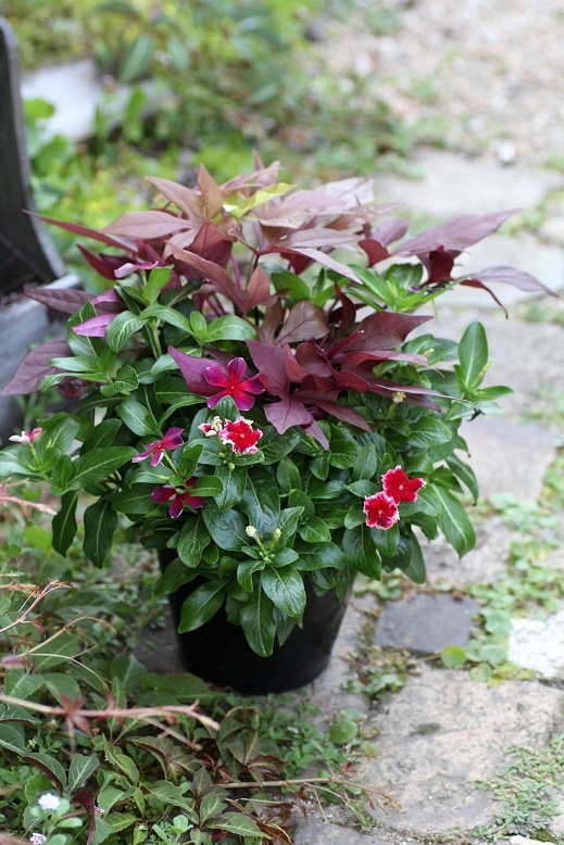 夏の寄せ植え 花苗通販 Garden Frais