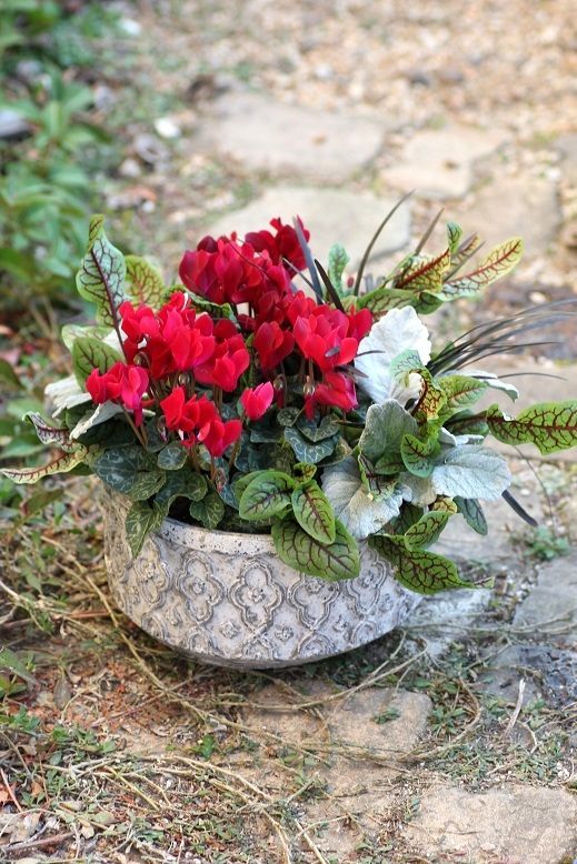 冬の寄せ植え 鉢 ジャンクガーデン 寄せ植え 花苗通販 Garden Frais