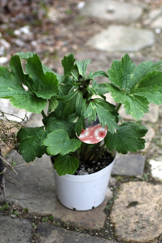 綾園芸さんのラナンキュラス ラックス エリス ジャンクガーデン 寄せ植え 花苗通販