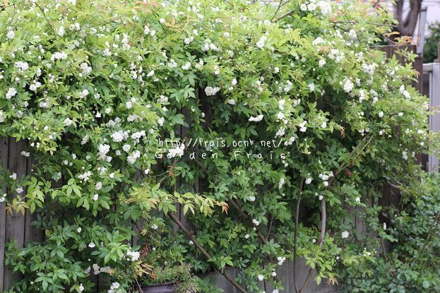 画像: 八重咲きモッコウバラ『ホワイト』 