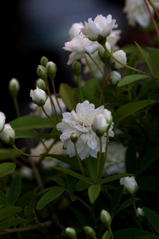 画像2: 八重咲きモッコウバラ『ホワイト』 