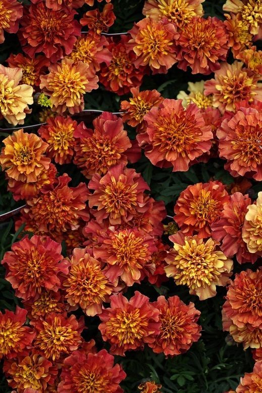 画像1: 花色が変化する フレンチマリーゴールド『ストロベリーブロンド』
