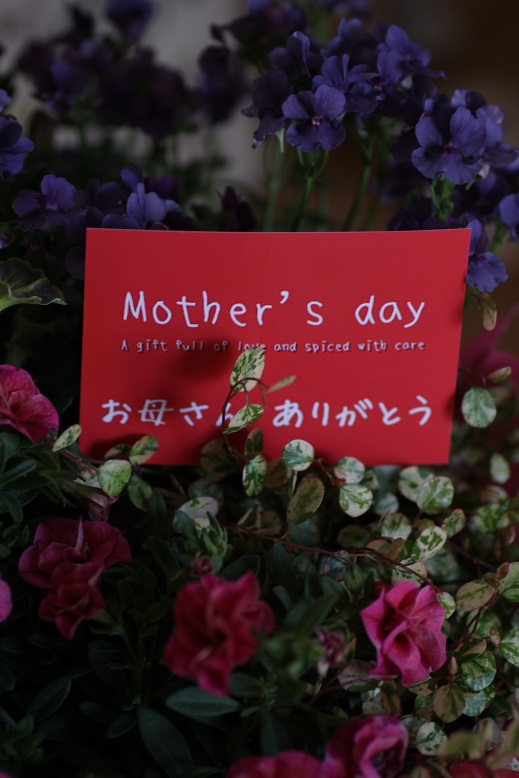画像: お花が大好きなお母様へ♪母の日!!春爛漫の苗セットです 
