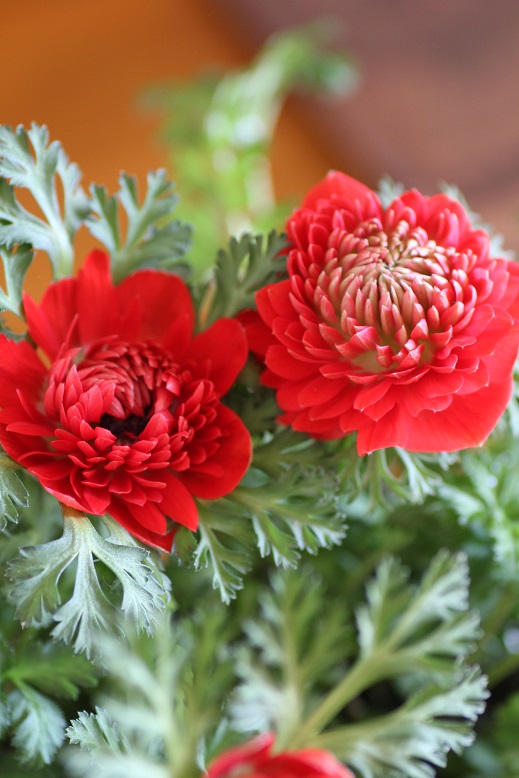 八重咲きのアネモネ凜々花 りりか 寄せ植え 花苗