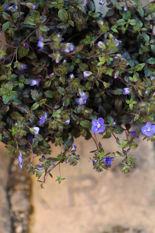 ベロニカ オックスフォードブルー 寄せ植え 花苗通販 ジャンクガーデン Garden Frais